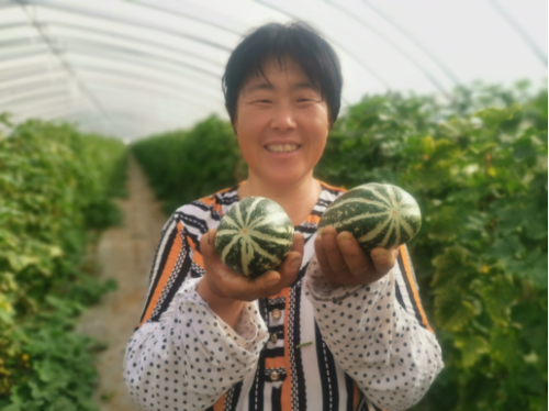 金乡县胡集镇果农展示自己种植的既甜又脆的甜瓜。