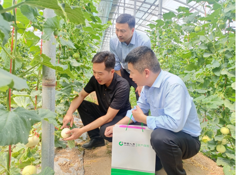 中国人寿财险山东省分公司工作人员实地了解今年白梨瓜生产销售和品牌保护情况。