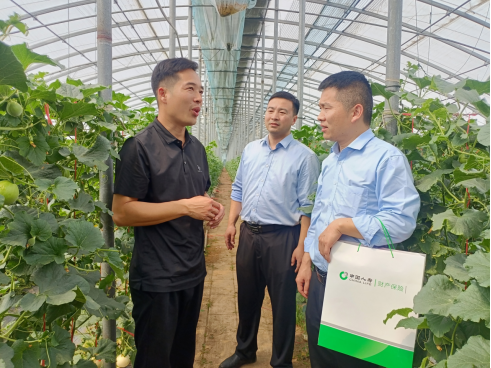 中国人寿财险山东省分公司工作人员深入甜瓜生产基地调研风险需求保障情况。