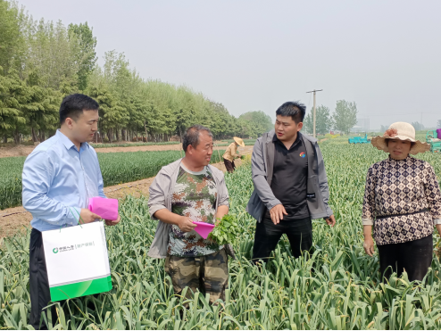 中国人寿财险山东省分公司工作人员与村干部、村民沟通大蒜地套种辣椒的产量、收入情况,研究制定风险保障方案。