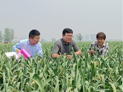 中国人寿财险山东省分公司工作人员与当地街道领导到田间向蒜农宣讲大蒜目标收入保险。