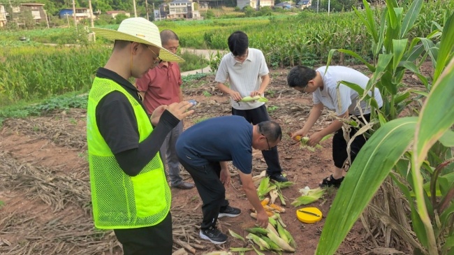 巴蜀沃野践初心 田间地头守丰收 中国人寿财险四川分公司的农险守护