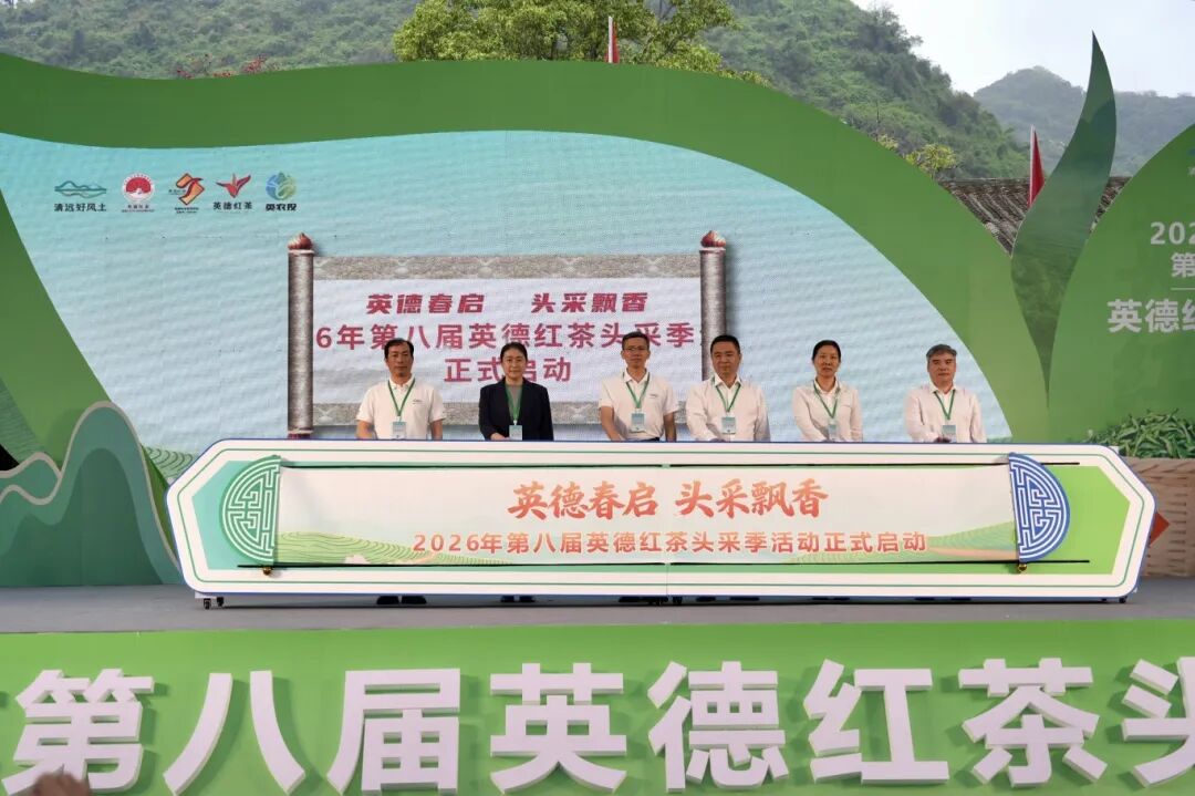锚定全国红茶第一品牌！ 2026年第八届英德红茶头采季盛大开幕